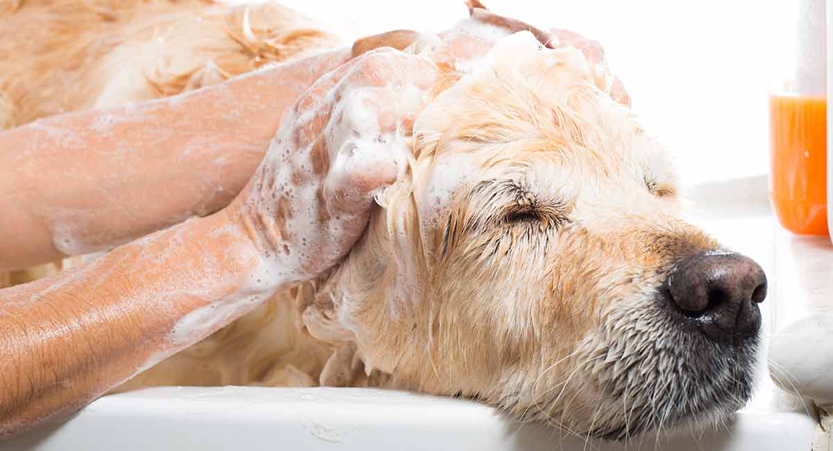 Top 10 Best Dog Shampoo Reviews