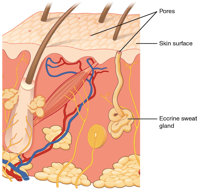 Which Human Glands Secrete An Oily Product That Softens The Skin And Hair?